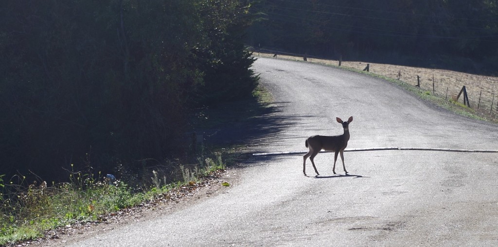 deer in the road