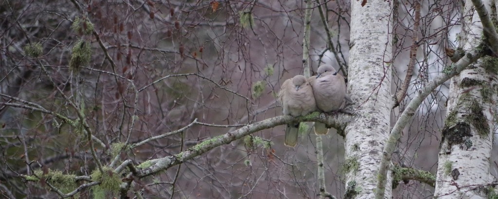 doves in the birch tree