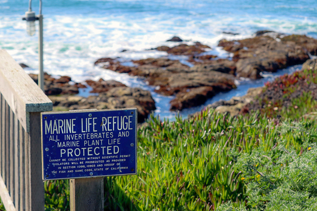 Bodega Marine Reserve
