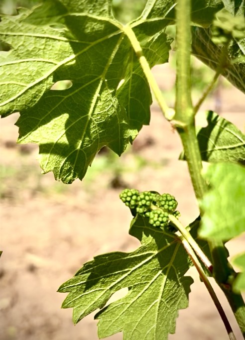 Burtech Family Vineyard
