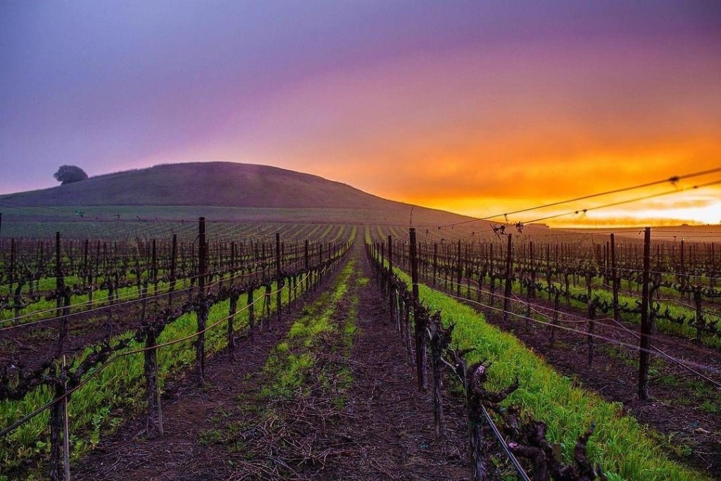 Vineyard - Paradise Tours