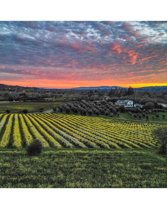 Vineyard Sunset - Paradise Tours