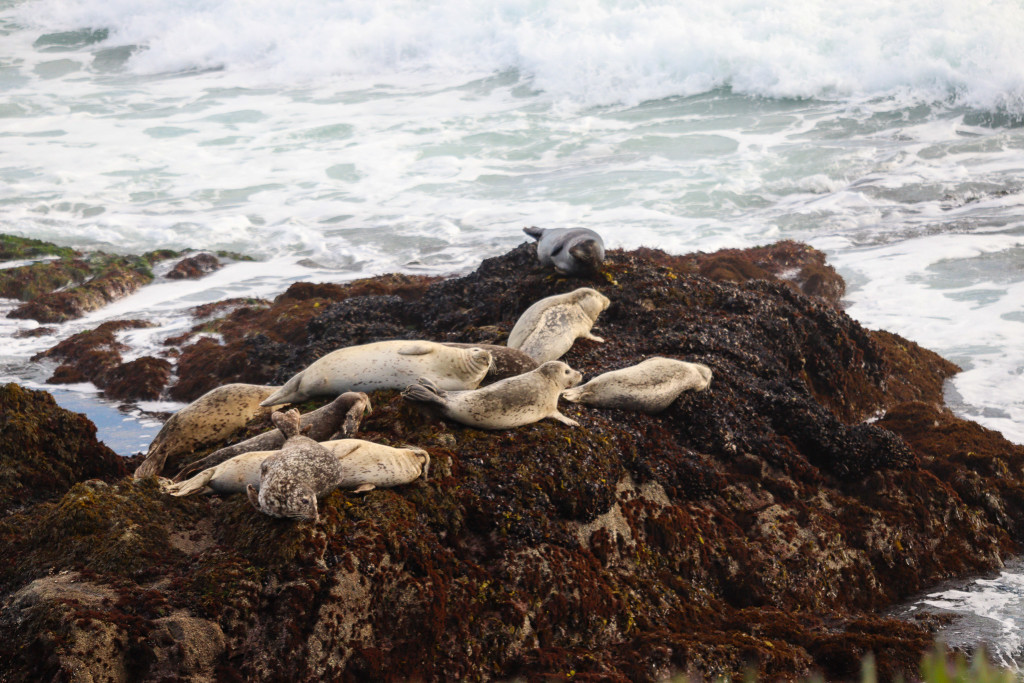 Seals on the Bodega Marine Reserve