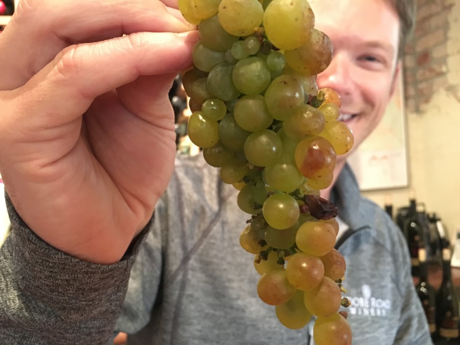Viognier grapes just off the vine - harvest