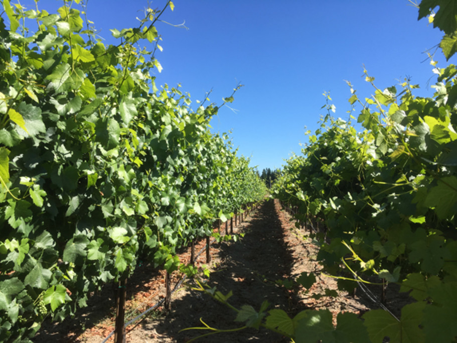 Vines