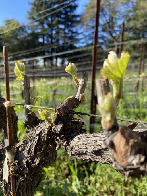 Budbreak Torrrey Hill Vineyard