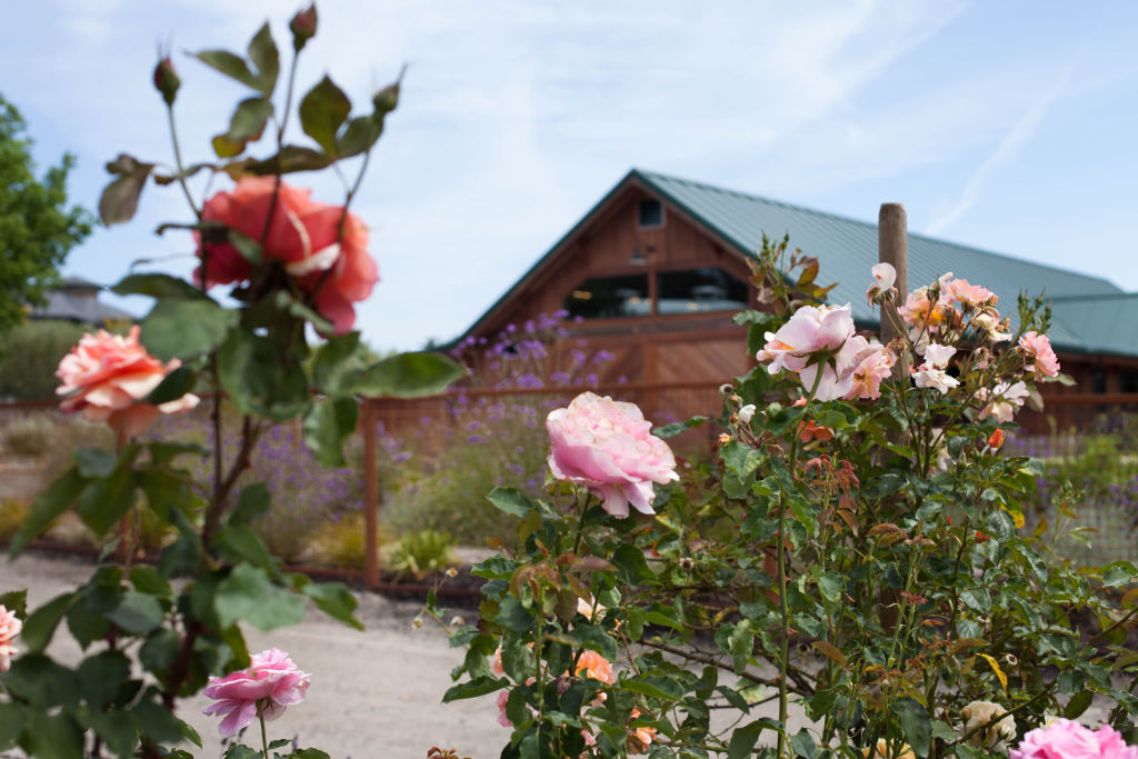 The view of Winery Barn from our rose garden