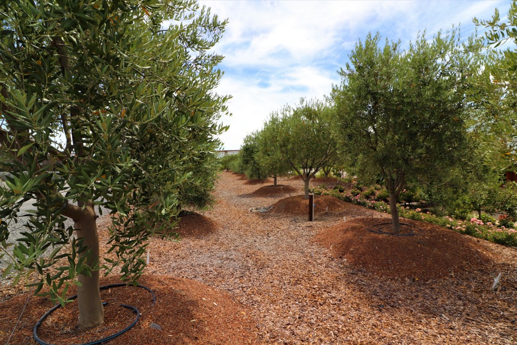 Olive grove