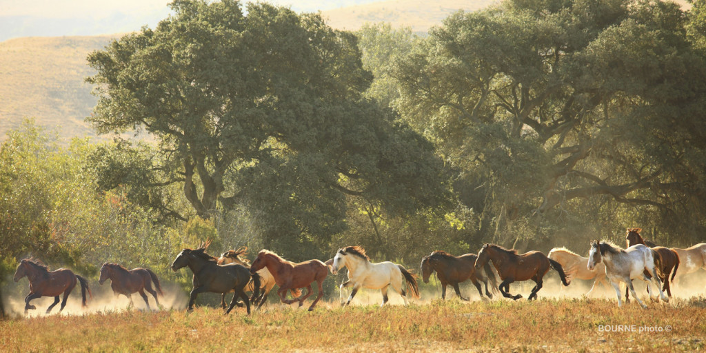 Band of Wild Horses