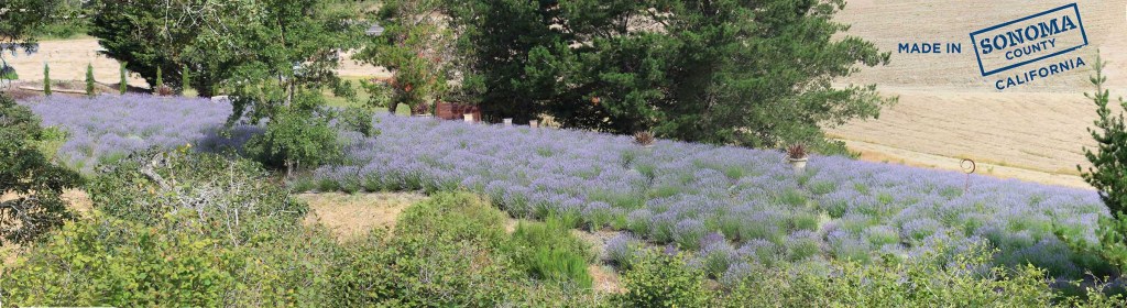 Monte-Bellaria Lavender - Site photo