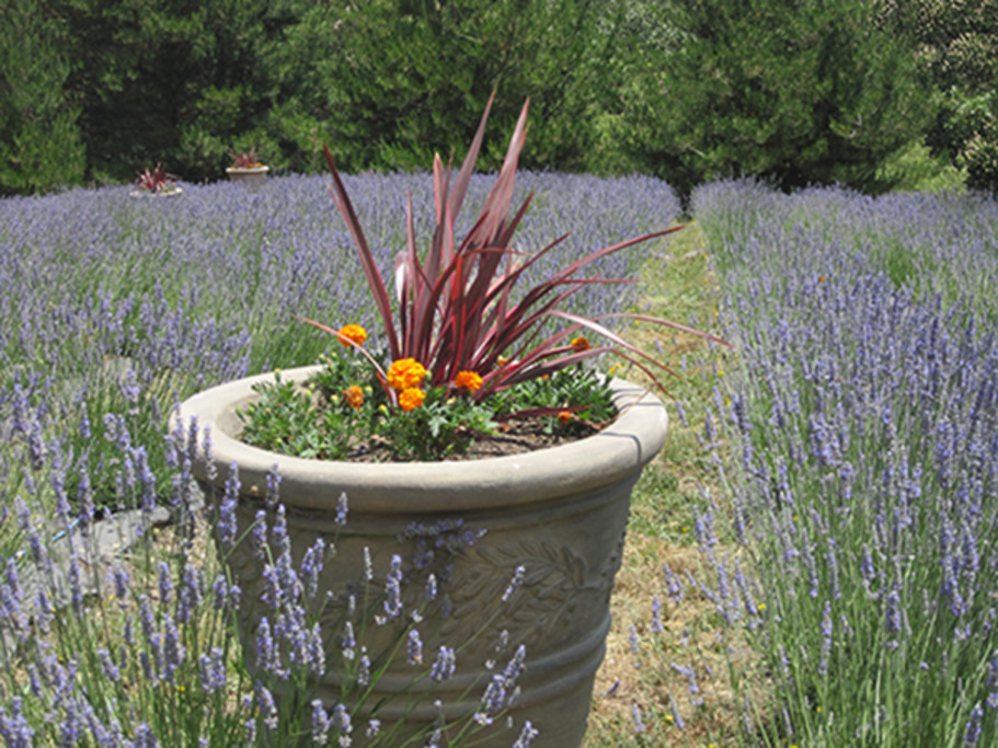 Have You Tried Lavender as an Herb? ~ Monte-Bellaria di California
