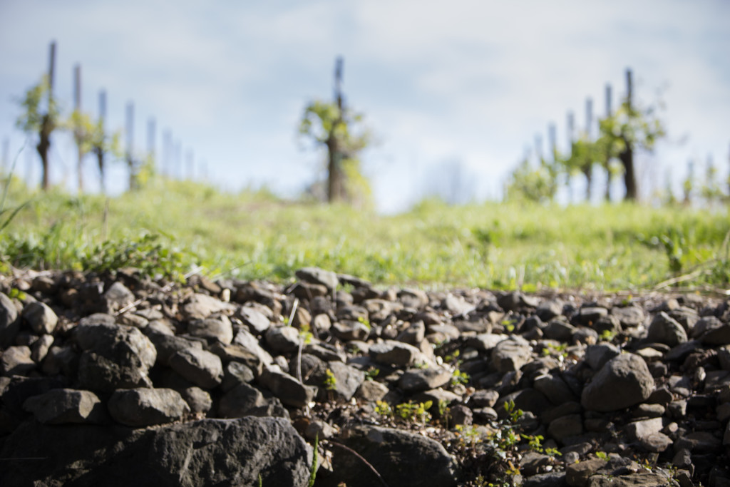 Soil & vines at Limerick Lane Cellars