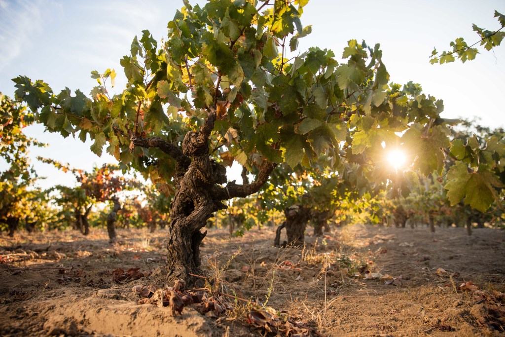 Old Zinfandel vines at Limerick Lane estate vineyard