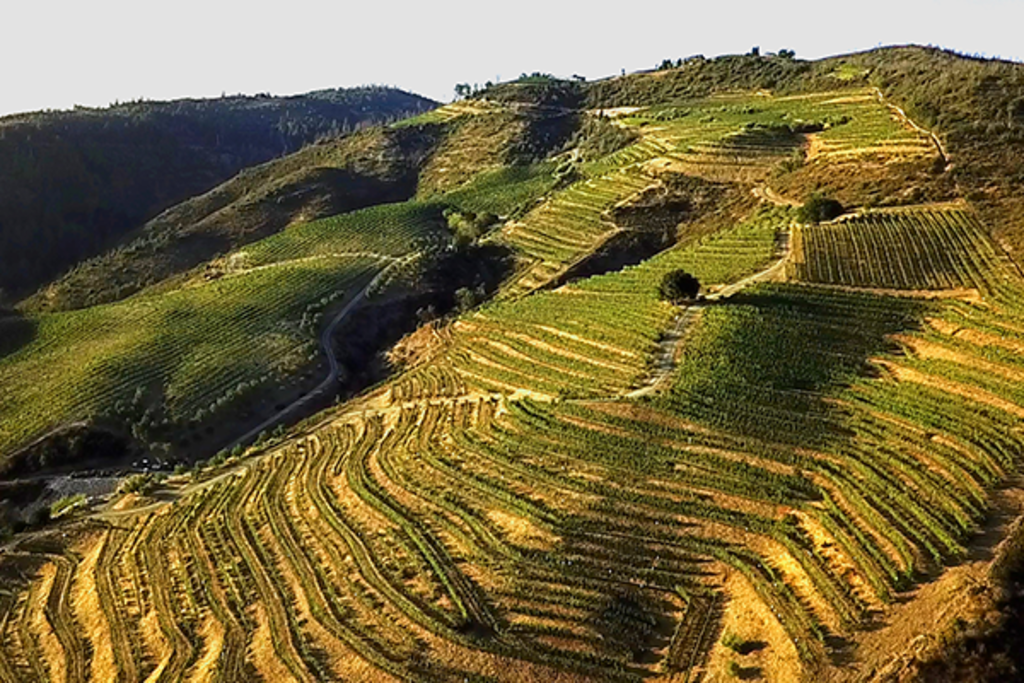 Mountain Terraces Winery and Vineyard