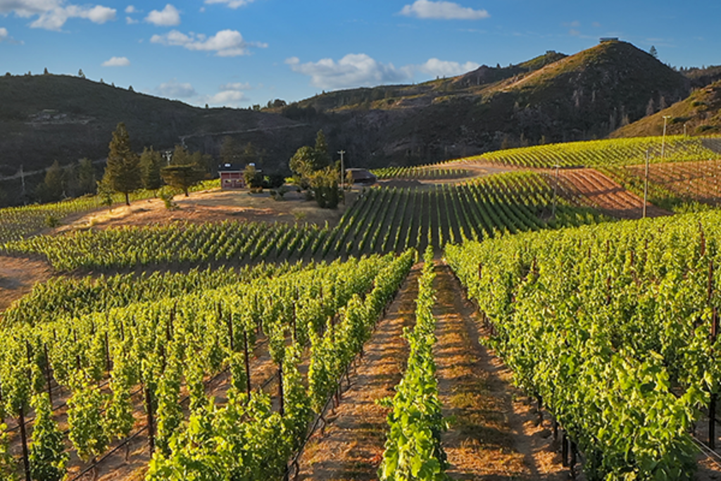Mountain Terraces Vineyard - Mountain Terraces Vineyard