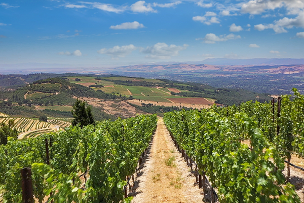 Mountain Terraces Winery and Vineyard