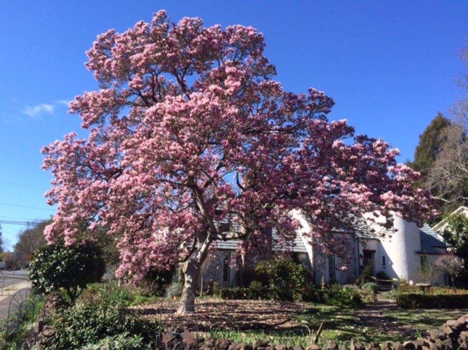 Magnificent Magnolia in front of house.