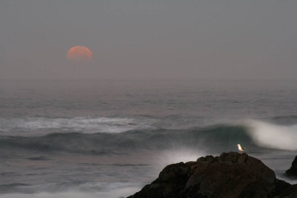 Moonset and Gull