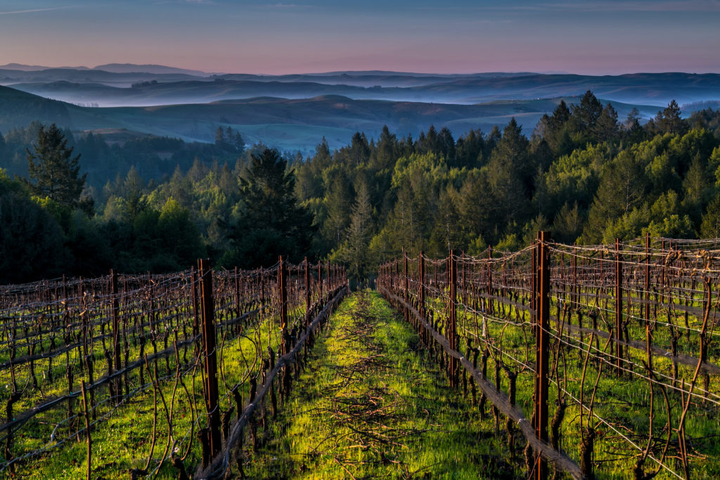 Morning Fog Over Dry Creek Valley Vineyards at Flanagan Wines in Sonoma County