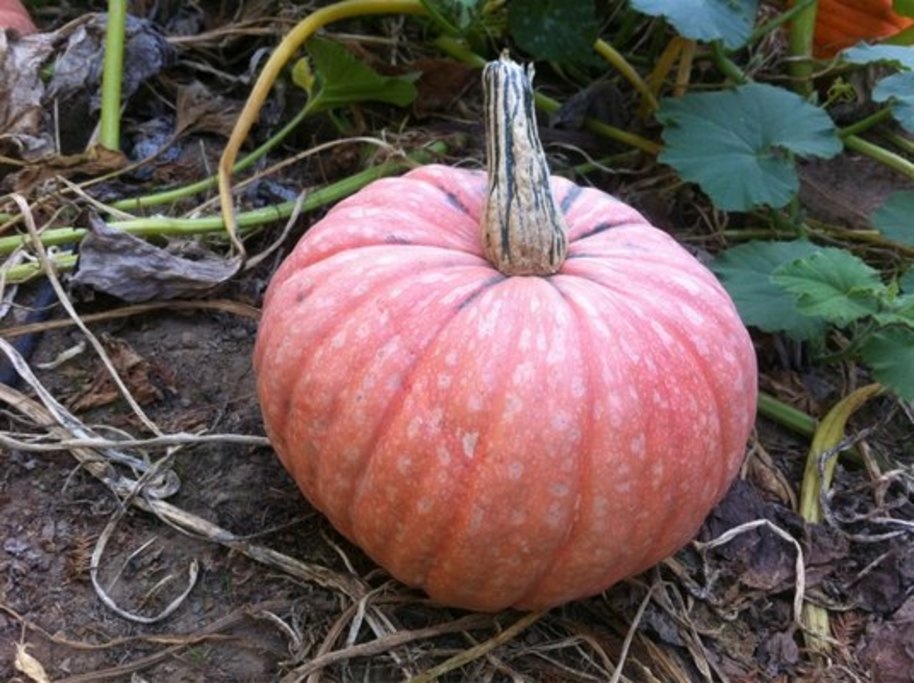 PaPa's Pumpkin Patch