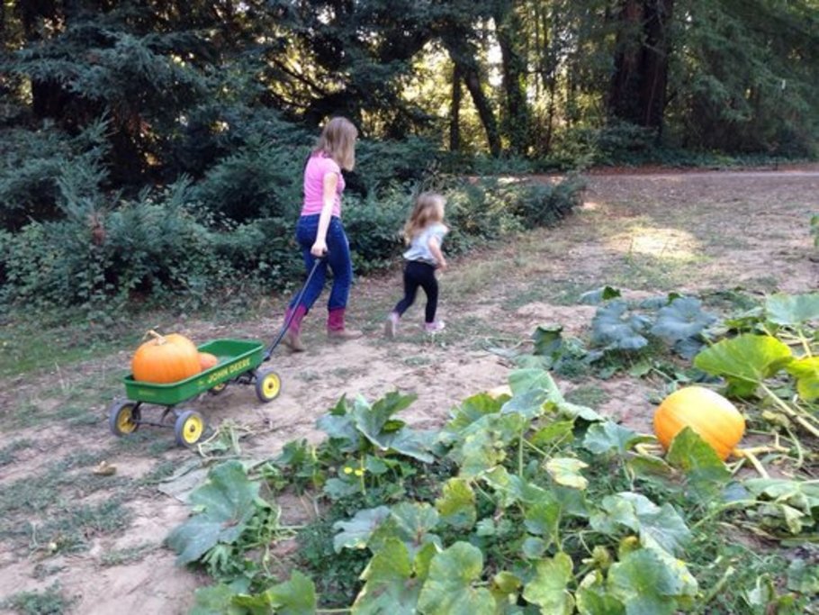 PaPa's Pumpkin Patch