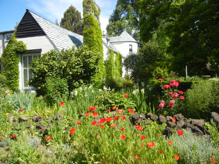 Red Flanders poppies grace side of main home.