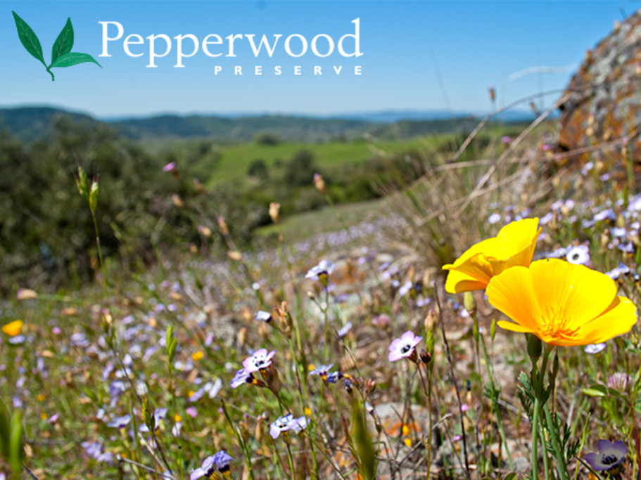 Spring wildflower bloom at Pepperwood