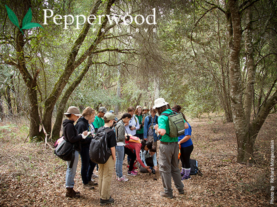 TeenNat interns explore a forest at Pepperwood