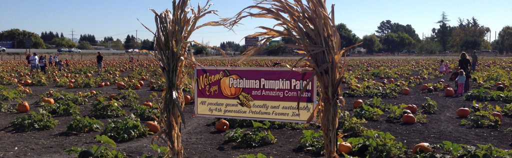 Petaluma Pumpkin