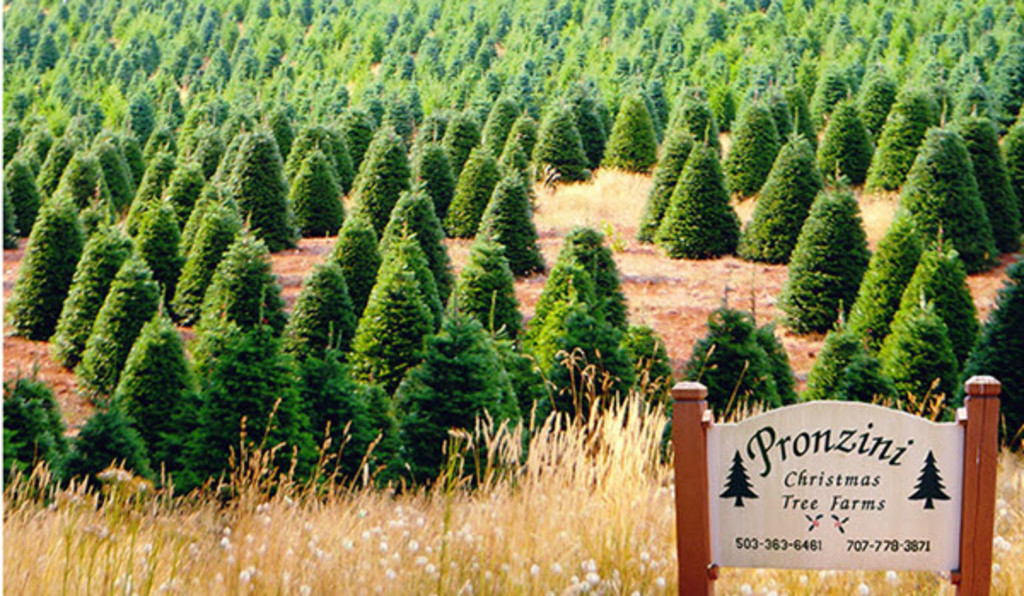 Pronzini Christmas Tree Farm