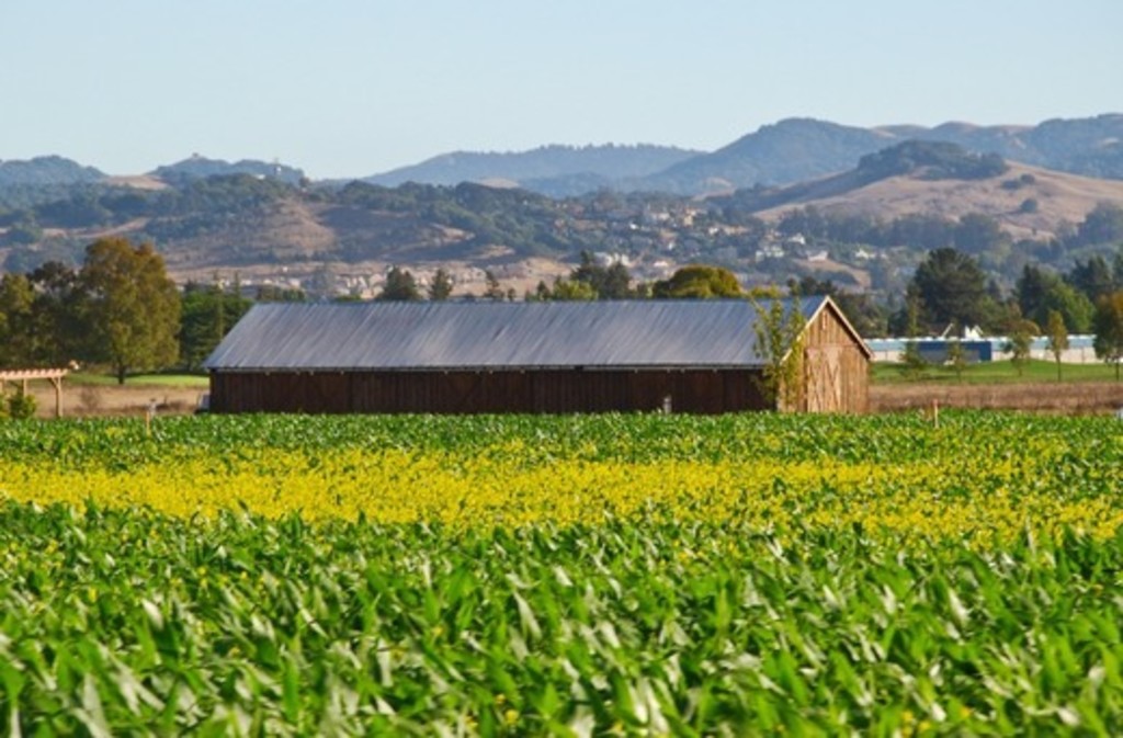 Punky's Adobe Farm