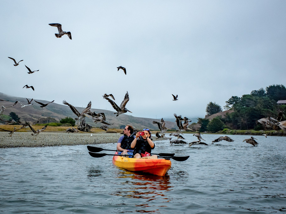 Pelicans