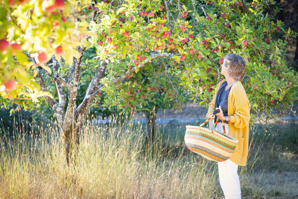 Fruit Picking