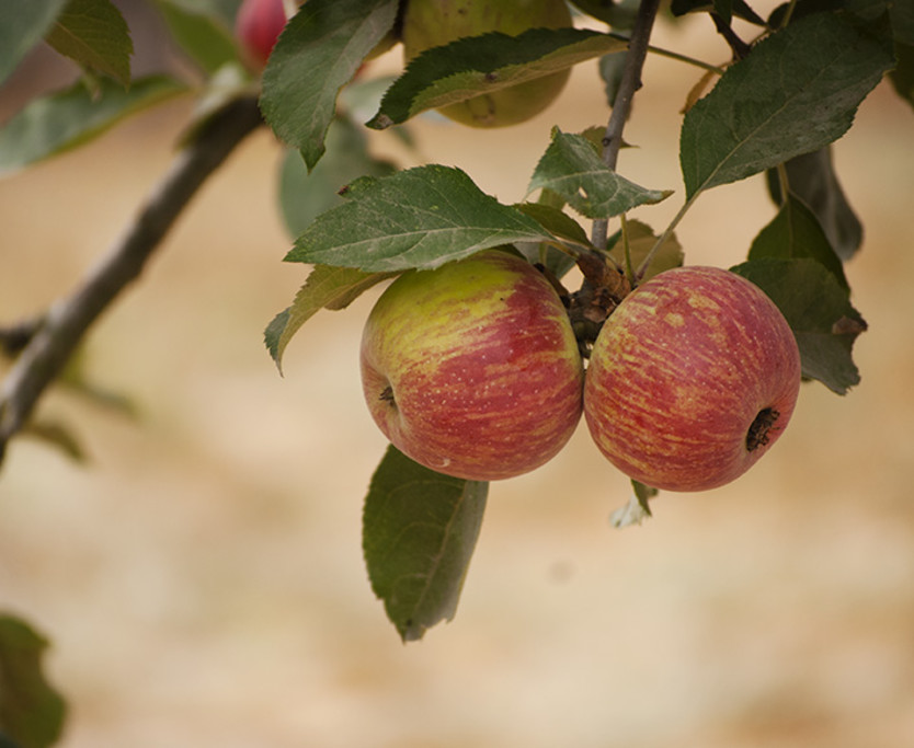 Gravenstein Apple Orchard, Redwood Hill Farm-Capracopia - Just one of the heirloom varieties dry-farmed organically at Redwood Hill Farm, Sebastopol.
