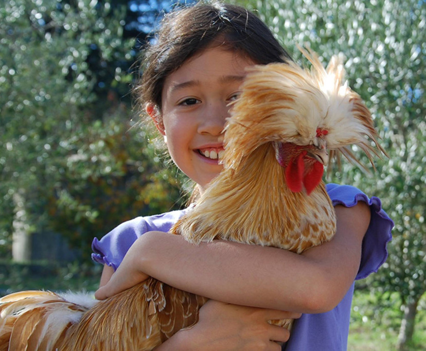 Nicole Bice and her chicken Olaf - Nicole Bice helps take care of the flock of chickens at Redwood Hill Farm.