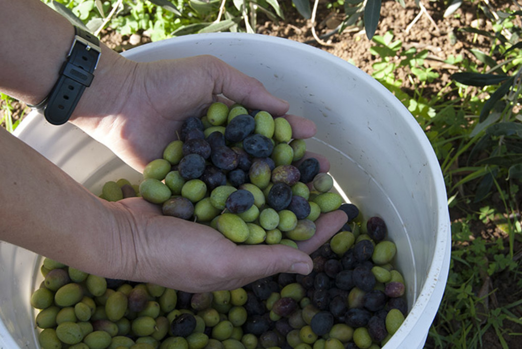 The Olive Harvest - Each year our olives are hand-picked and pressed for Capracopia Extra Virgin Olive Oil.