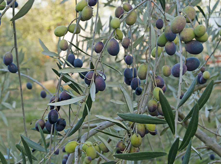 Olive Orchard - Redwood Hill Farm grows a variety of Tuscan olives for pressing each year.