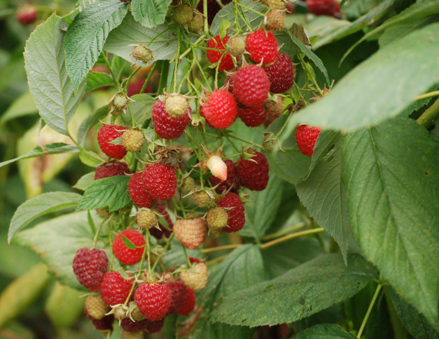 Organic Raspberries - A large variety of fruit, vegetables, flowers and goat feed is grown organically at Redwood Hill Farm.