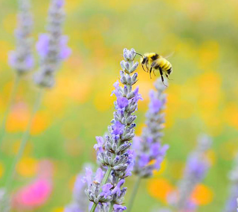 Pollinating The Lavender - Our honebees have nearly 20 acres of fields, fruit trees and gardens to pollinate—including lavender.