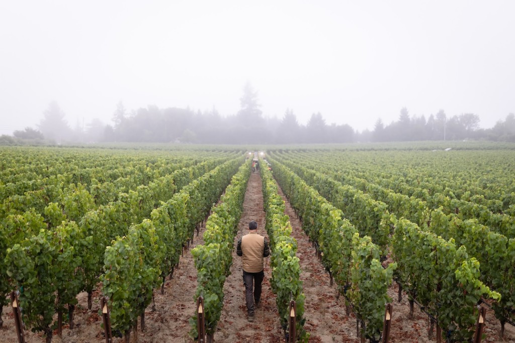 Paul Among the High-Density Pinot Noir Rows