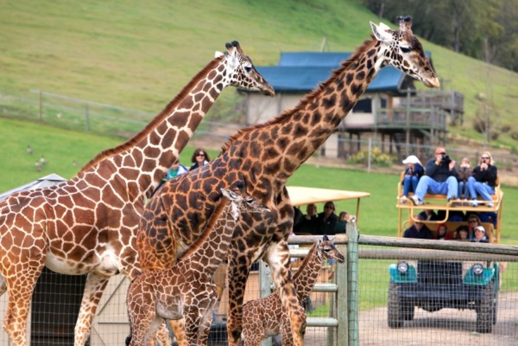 Safari West giraffes tours