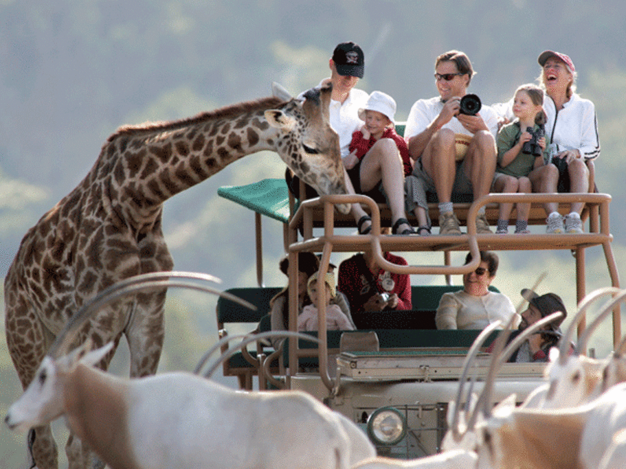 Safari West Wildlife Preserve & African Tent Camp - Giraffe Greeting Guests