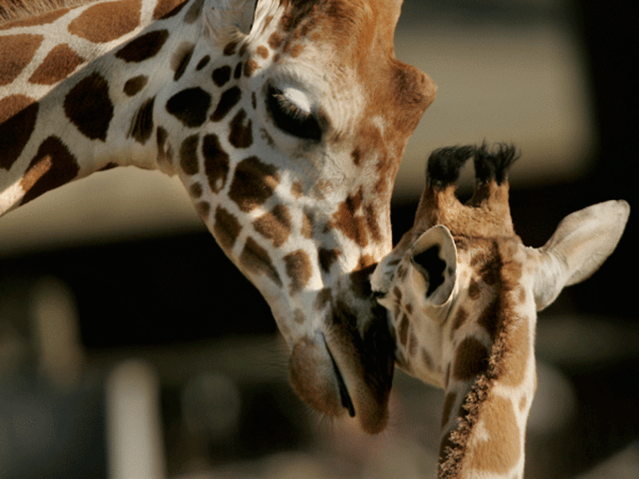 Safari West Wildlife Preserve & African Tent Camp - Love at first stretch