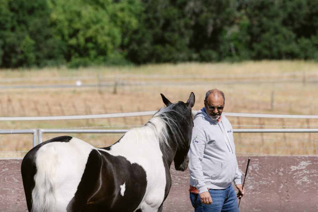 Learning with and from the horses