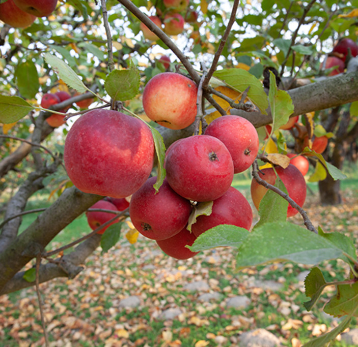 Sebastopol Gravenstein Apple Tree