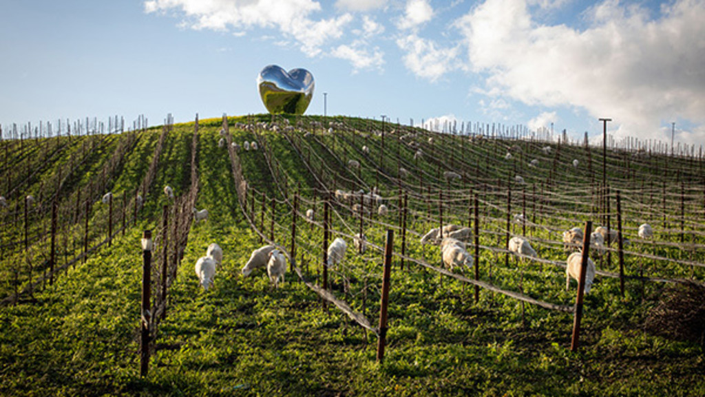 Sheep Grazing: A Key Component of Our Regenerative Organic Farming Practices