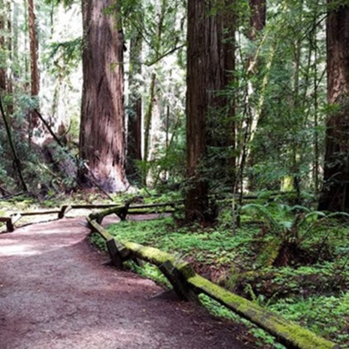 Sonoma Coast State Park Redwoods