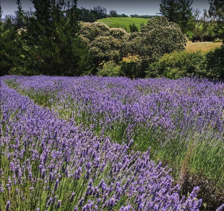 Monte-Bellaria Lavender Fields in June