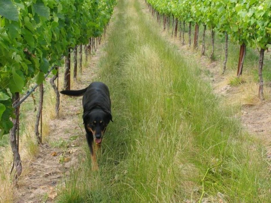 Baker Lane Vineyard Dogs