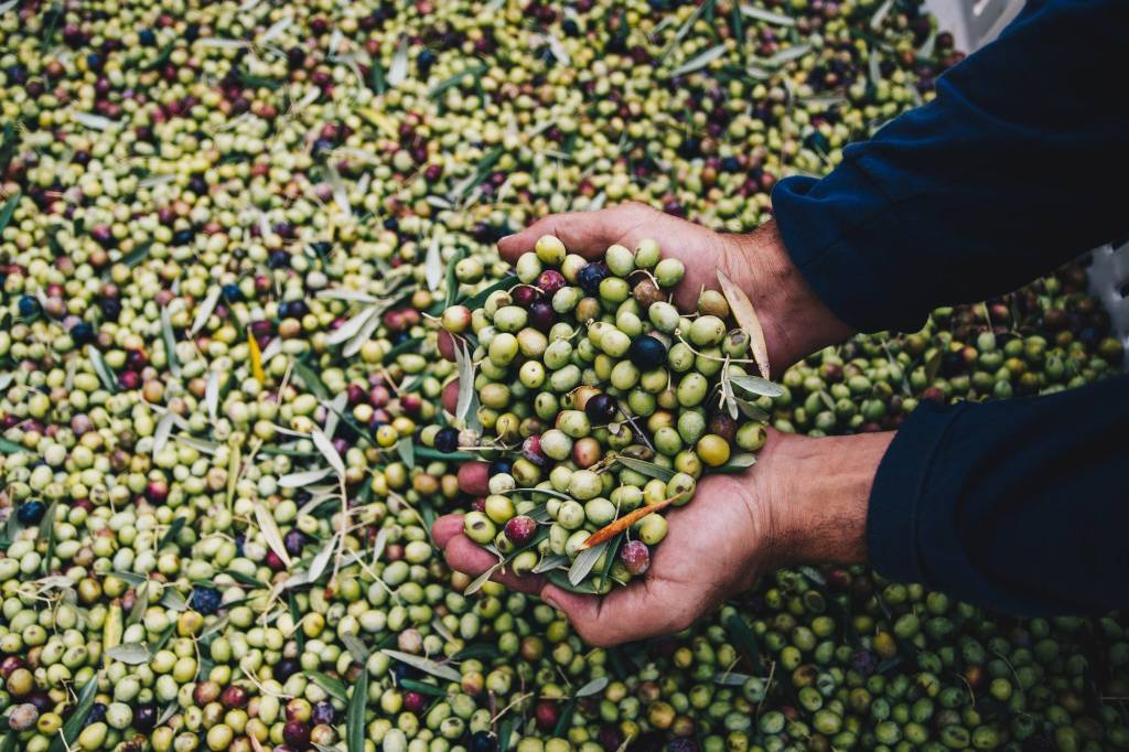 The Olive Press